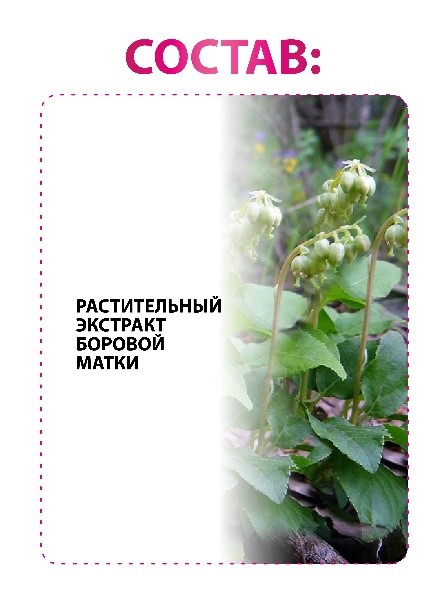Боровая матка