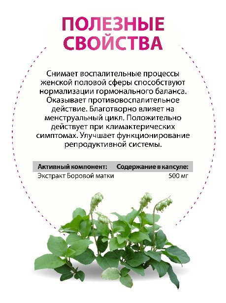 Боровая матка